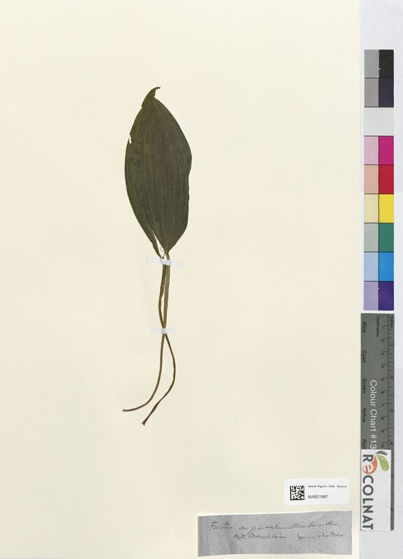 Veratrum album (Melanthiaceae)