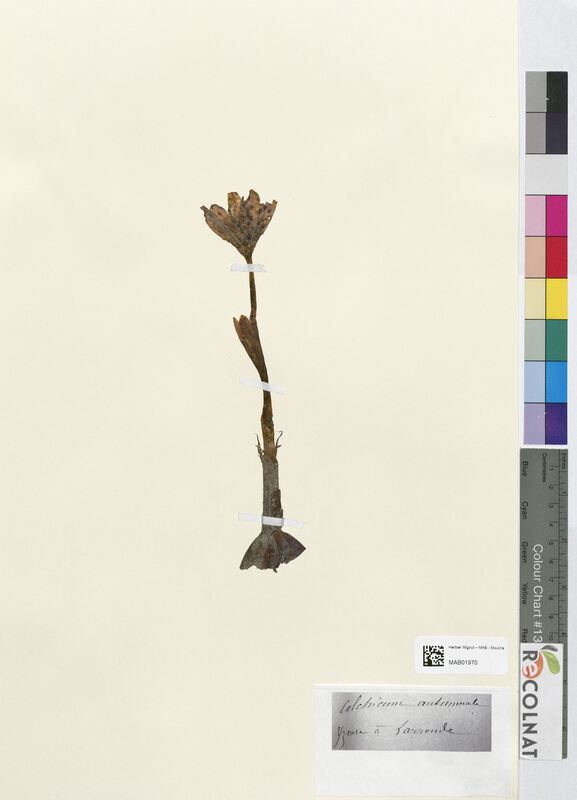 Colchicum autumnale (Colchicaceae)