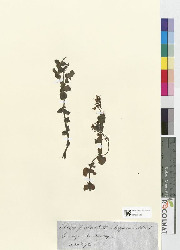 Elodes palustris (Hypericaceae)