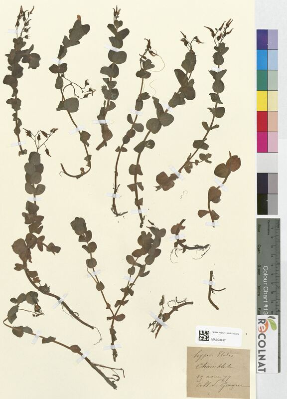 Hypericum elodes (Hypericaceae)