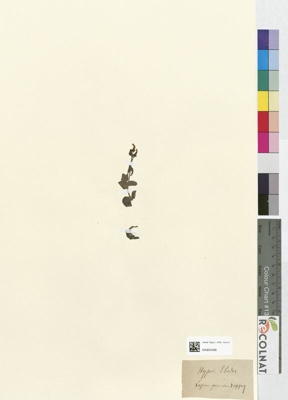 Hypericum elodes (Hypericaceae)