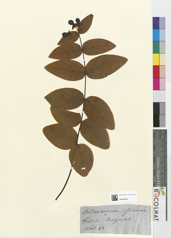 Androsaemum jicinade (Hypericaceae)