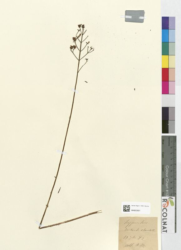 Hypericum hirsutum (Hypericaceae)