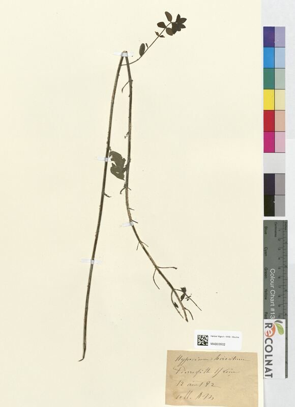 Hypericum hirsutum (Hypericaceae)