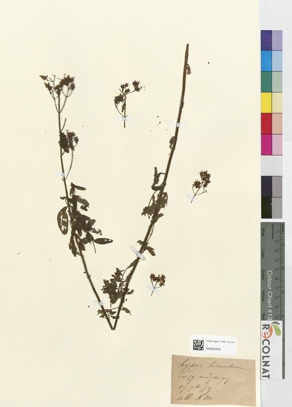 Hypericum hirsutum (Hypericaceae)