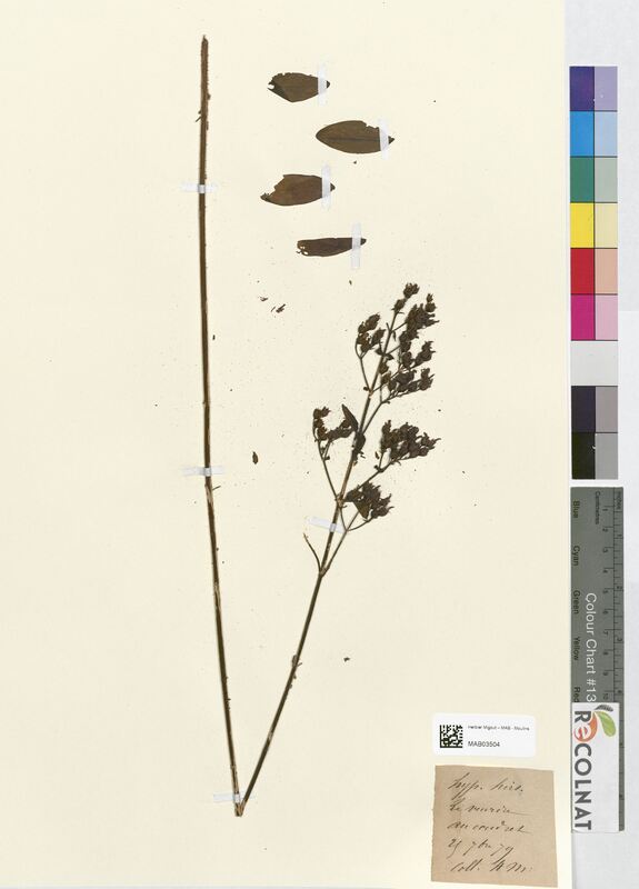 Hypericum hirsutum (Hypericaceae)