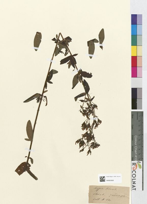 Hypericum hirsutum (Hypericaceae)