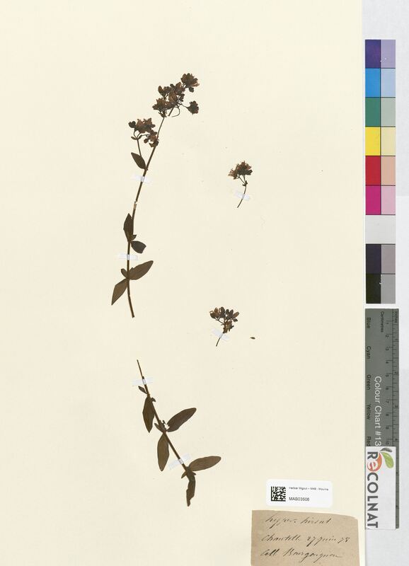 Hypericum hirsutum (Hypericaceae)