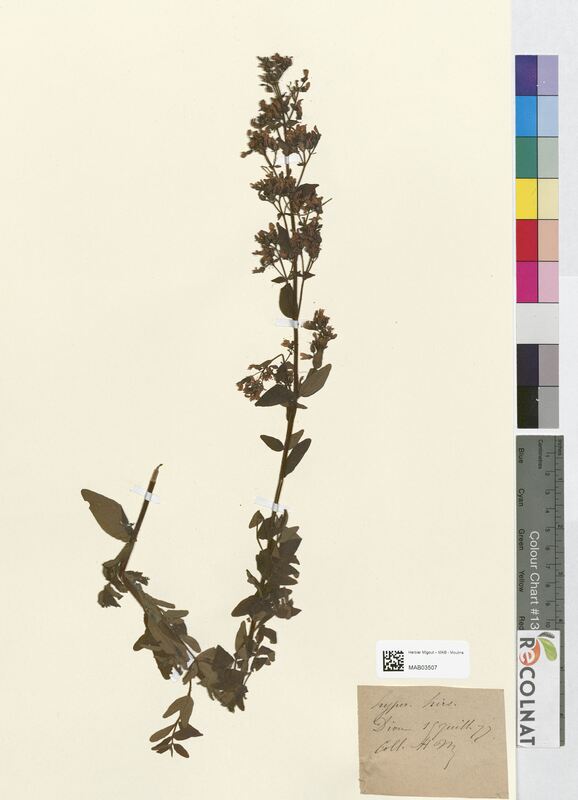 Hypericum hirsutum (Hypericaceae)