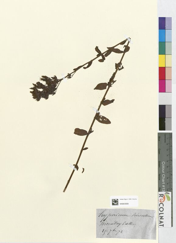 Hypericum hirsutum (Hypericaceae)