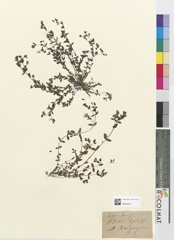 Hypericum humifusum (Hypericaceae)