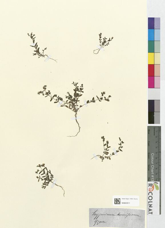 Hypericum humifusum (Hypericaceae)