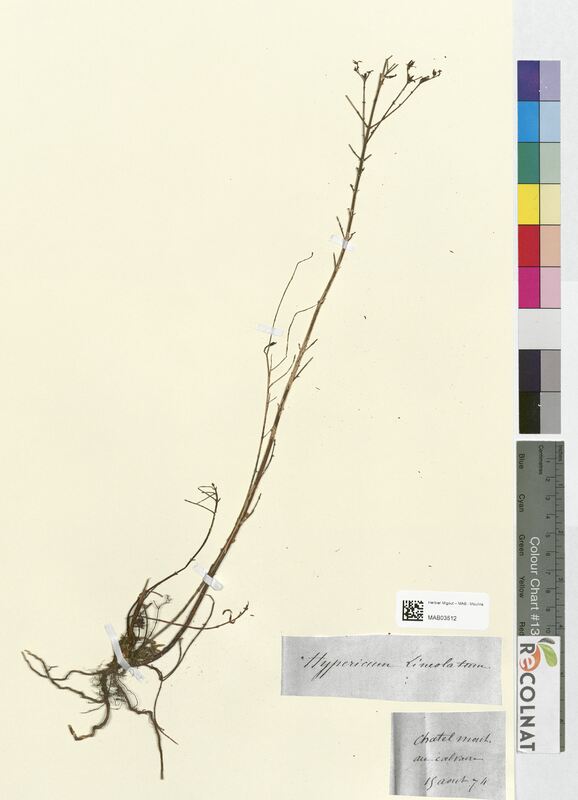 Hypericum lineolatum (Hypericaceae)