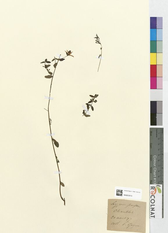 Hypericum perforatum (Hypericaceae)