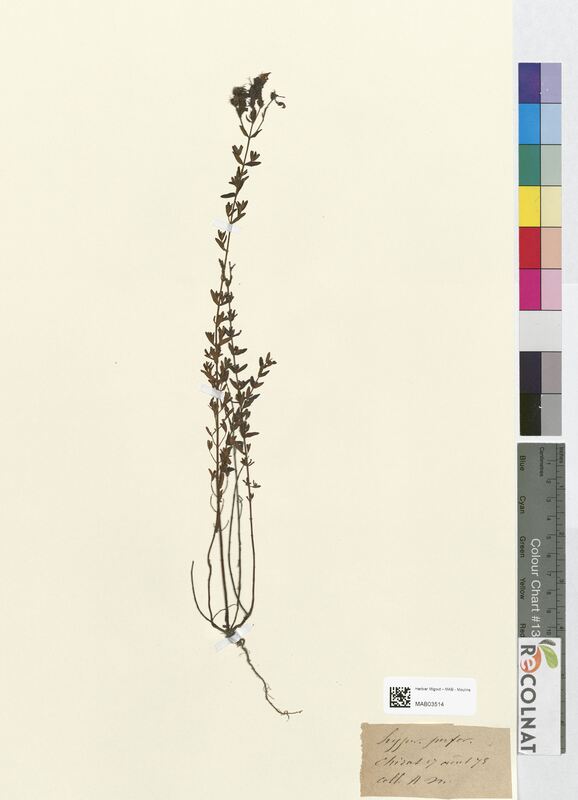 Hypericum perforatum (Hypericaceae)