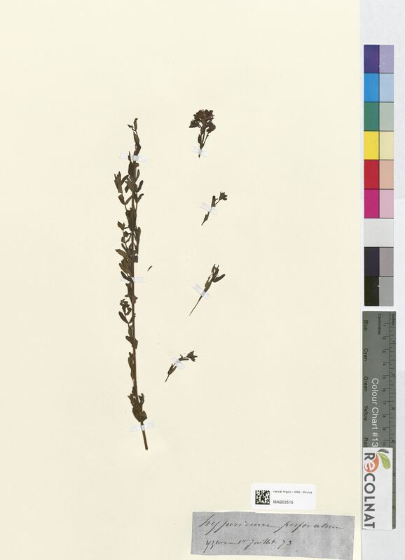 Hypericum perforatum (Hypericaceae)