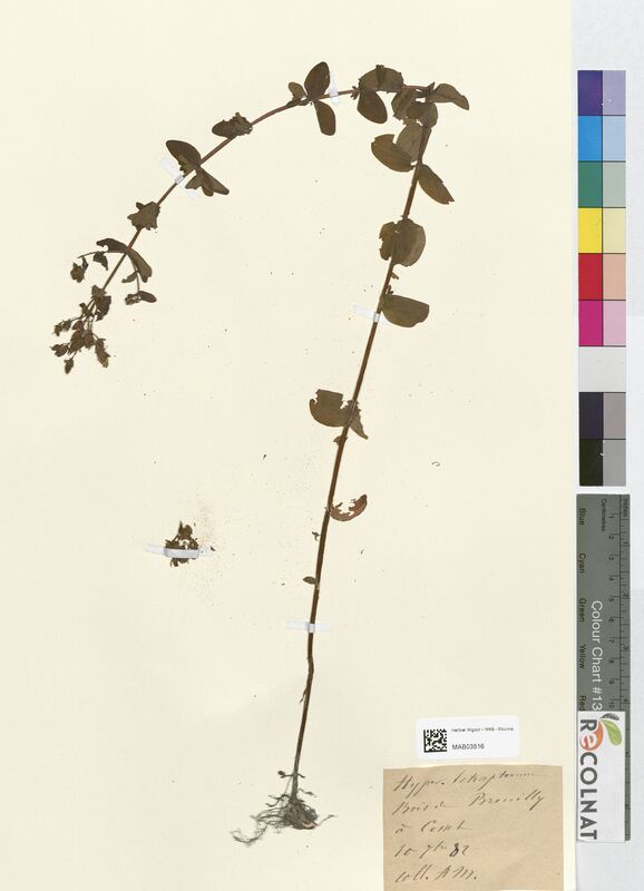 Hypericum tetrapterum (Hypericaceae)