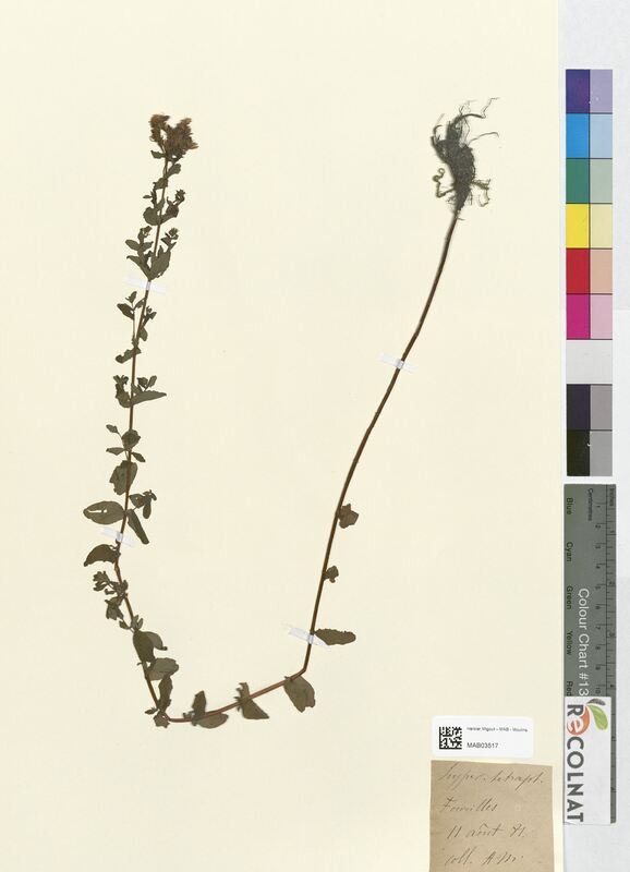 Hypericum tetrapterum (Hypericaceae)