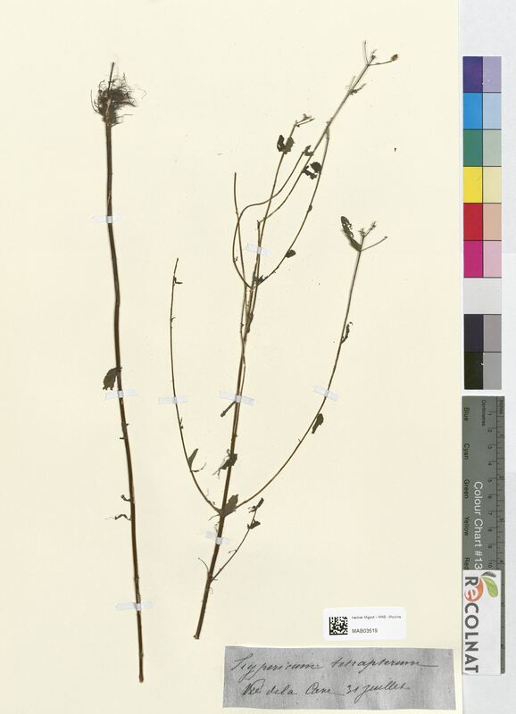 Hypericum tetrapterum (Hypericaceae)