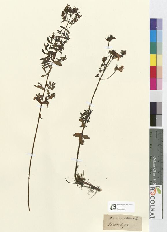 Hypericum quadrangulum (Hypericaceae)