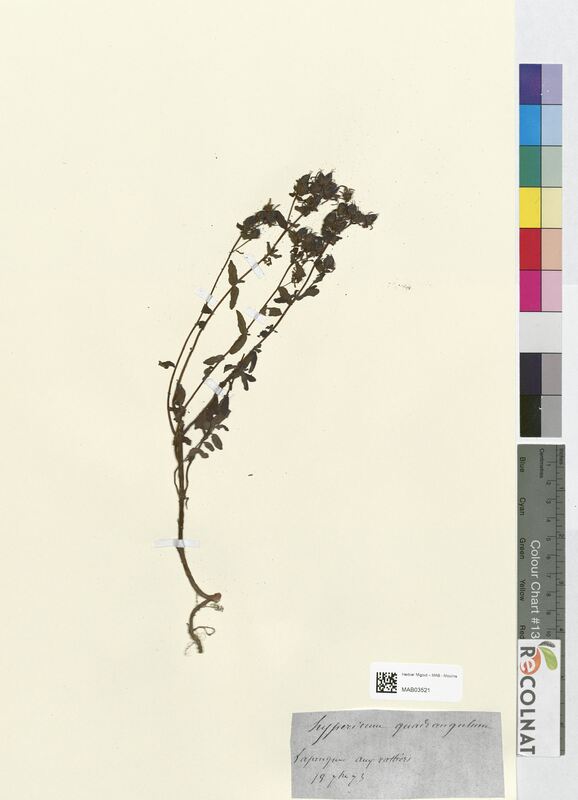 Hypericum quadrangulum (Hypericaceae)