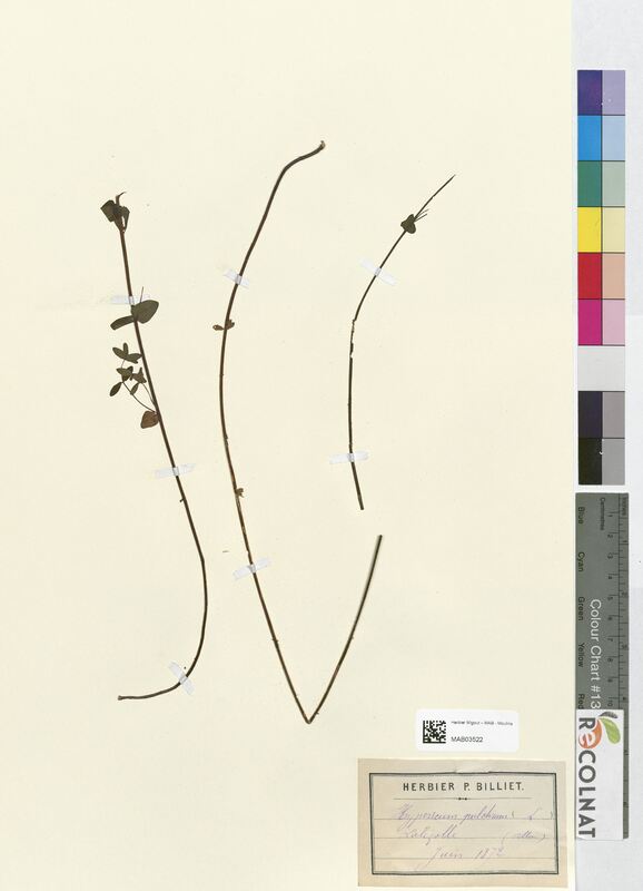 Hypericum pulchrum (Hypericaceae)