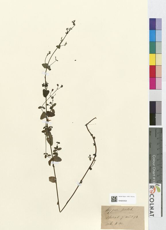 Hypericum pulchrum (Hypericaceae)