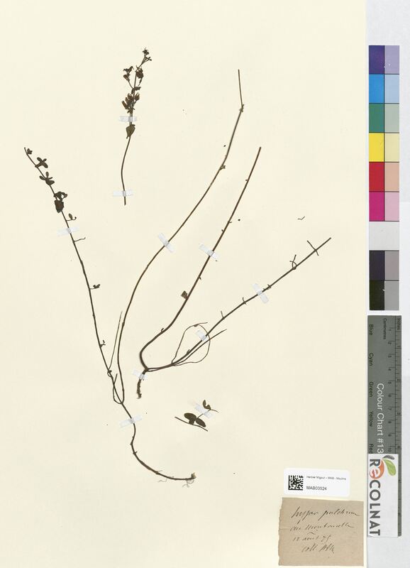 Hypericum pulchrum (Hypericaceae)