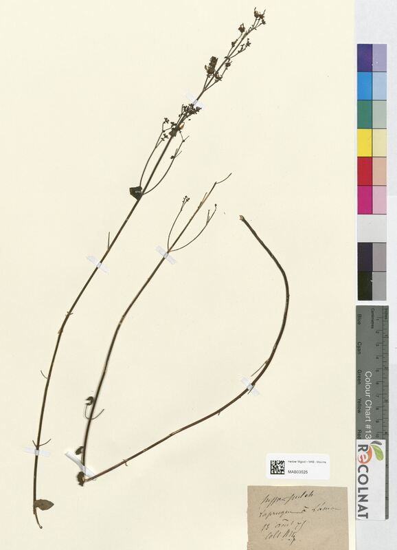 Hypericum pulchrum (Hypericaceae)