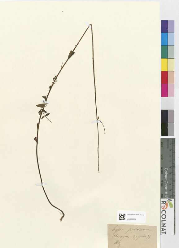 Hypericum pulchrum (Hypericaceae)