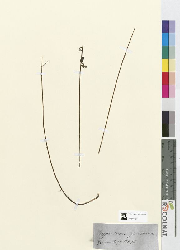 Hypericum pulchrum (Hypericaceae)