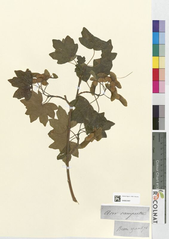 Acer campestre (Aceraceae)