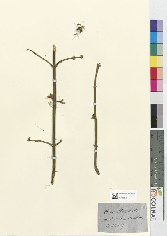 Acer negundo (Aceraceae)