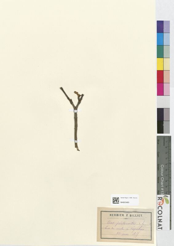 Acer platanoides (Aceraceae)