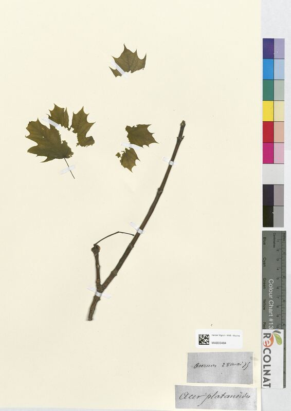 Acer platanoides (Aceraceae)