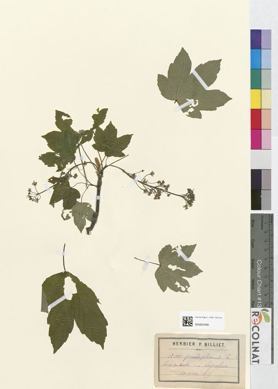 Acer pseudo-platanus (Aceraceae)