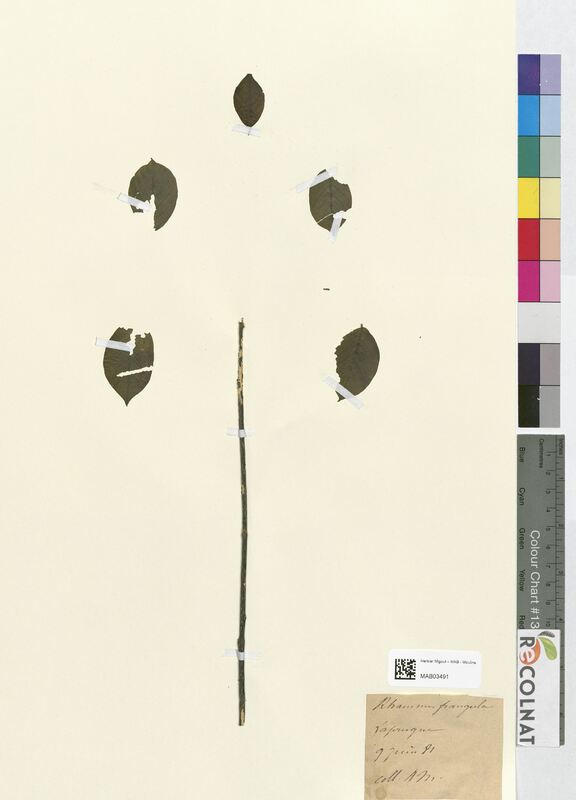 Rhamnus frangula (Rhamnaceae)