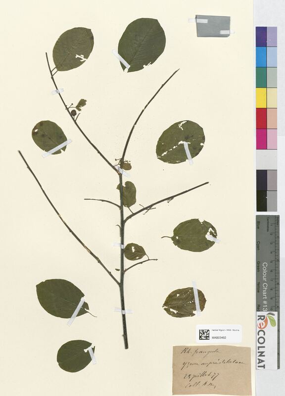 Rhamnus frangula (Rhamnaceae)