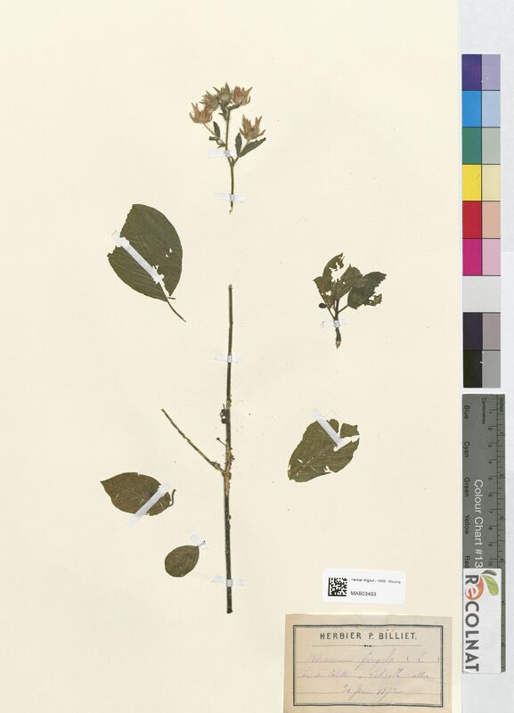 Rhamnus frangula (Rhamnaceae)