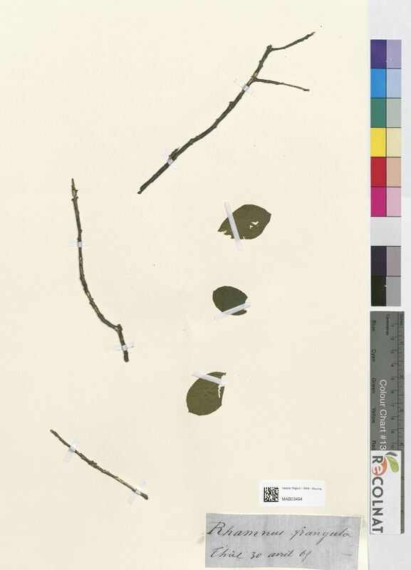 Rhamnus frangula (Rhamnaceae)