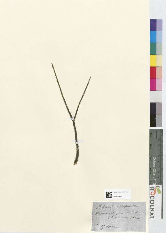 Rhamnus cathasticus (Rhamnaceae)