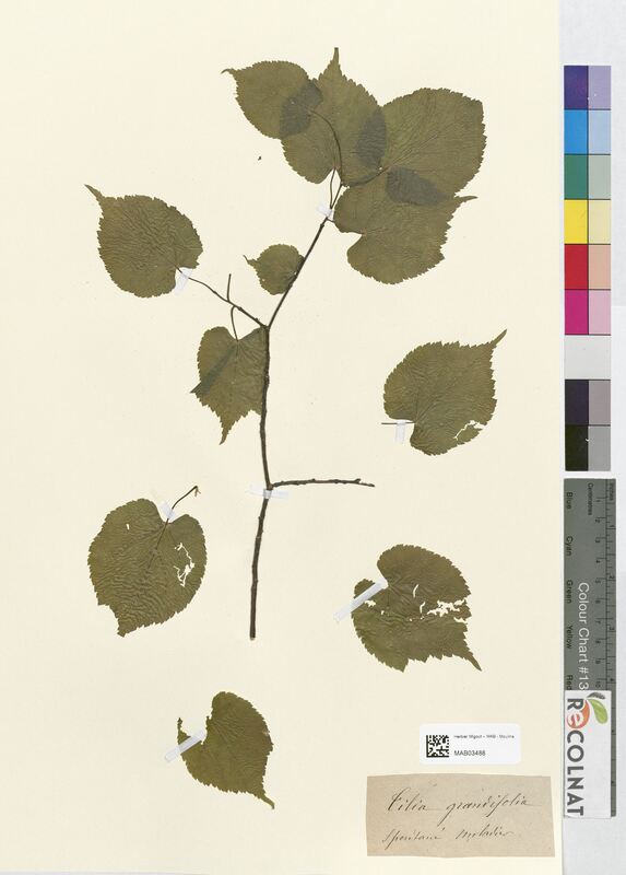 Tilia grandifolia (Tiliaceae)