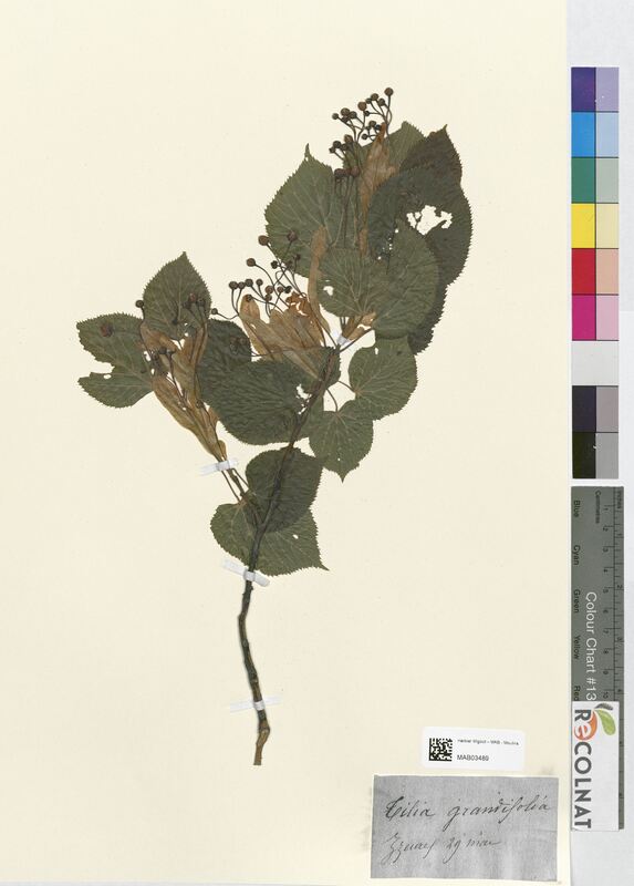 Tilia grandifolia (Tiliaceae)