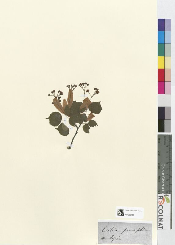 Tilia parvifolia (Tiliaceae)