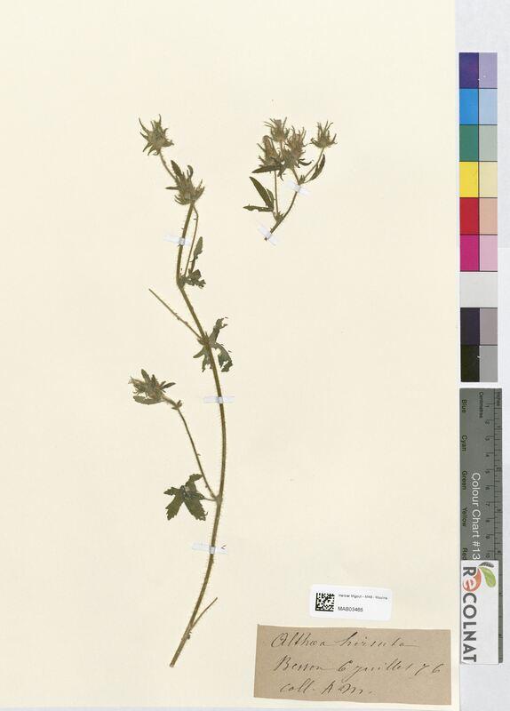 Althea hirsuta (Malvaceae)