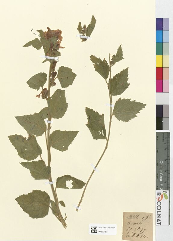 Althea officinalis (Malvaceae)