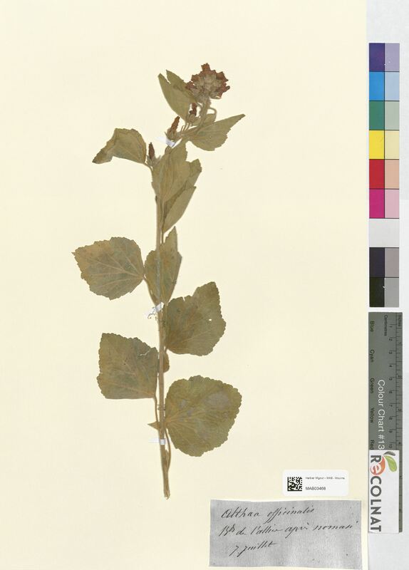 Althea officinalis (Malvaceae)