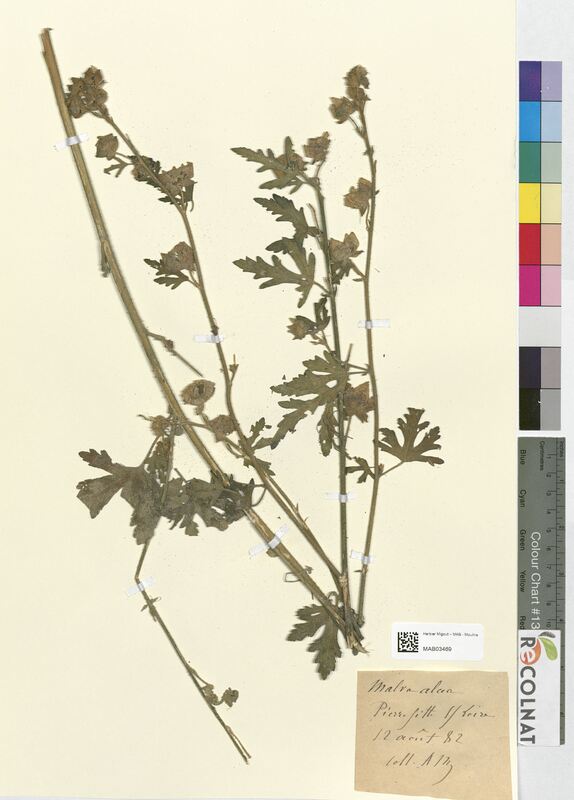 Malva alcea (Malvaceae)