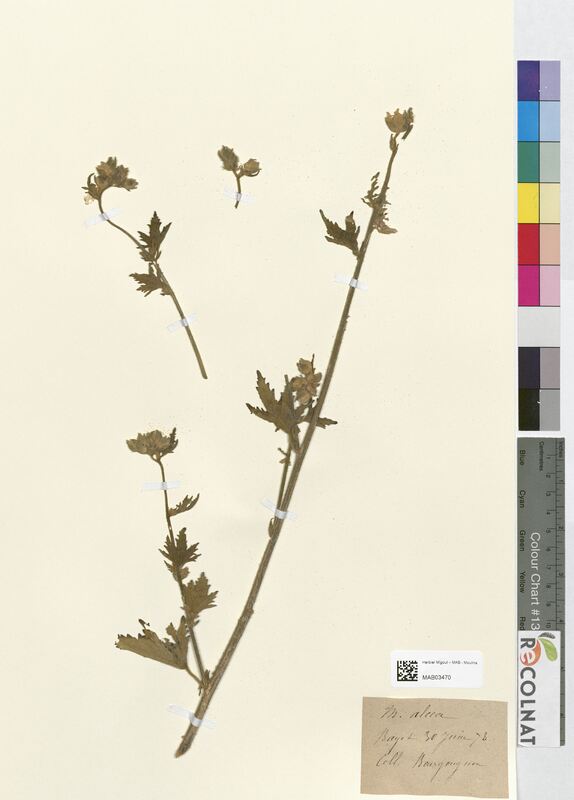 Malva alcea (Malvaceae)