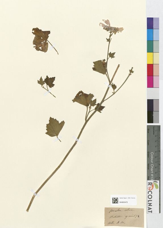 Malva alcea (Malvaceae)